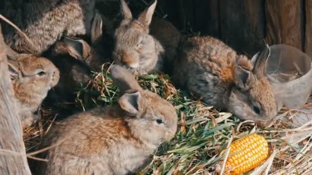 Bella divertente piccolo cuccioli di coniglio e la loro mamma mangiare erba in una gabbia in azienda agricola . — Video Stock