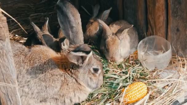 Mooie grappige kleine jonge konijn Cubs en hun moeder eten gras in een kooi op de boerderij. — Stockvideo