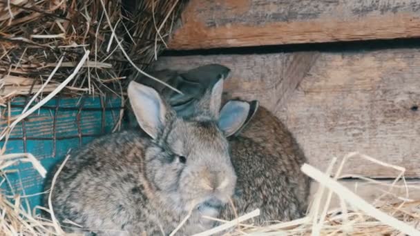 Beautiful funny little young rabbit cubs and their mom sleep in a cage on farm. — Stock Video