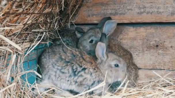 Beautiful funny little young rabbit cubs and their mom sleep in a cage on farm. — Stock Video