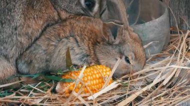 Güzel komik küçük genç tavşan yavruları ve anneleri çiftlikte bir kafeste ot yemek.