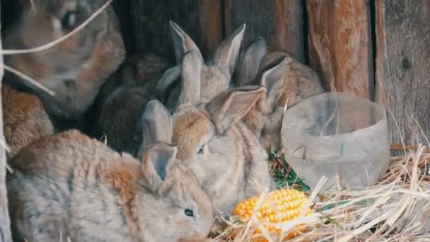 Schöne lustige kleine Kaninchenjungen und ihre Mutter fressen Gras in einem Käfig auf dem Bauernhof. — Stockvideo