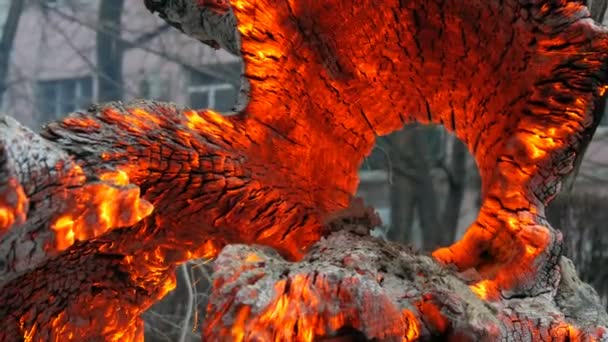 Érdekes szokatlan parázs és égő öreg fa fatönk, ragyogó a széltől — Stock videók