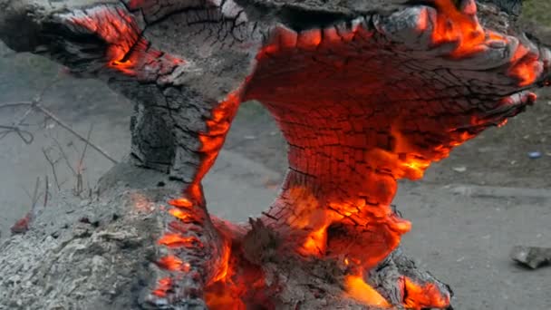 Цікавий незвичайний розпалювальний і палаючий старий пень, що світиться від вітру — стокове відео