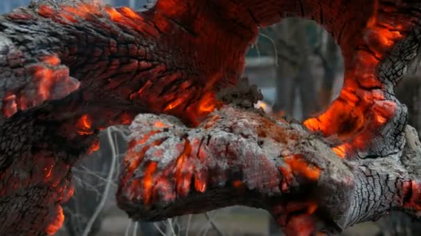 Zajímavý neobvykle doutnající a hořící starý kmen stromů zářící větrem — Stock video
