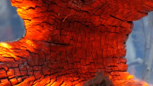 흥미로운 특이한 연기와 불타는 오래된 나무 그루터기, 바람에서 빛나는 — 비디오