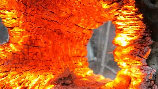 風から輝く古い木の切り株を燃やす興味深い珍しいくすぶりと燃える — ストック動画
