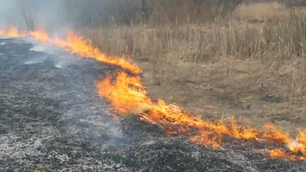 Feu spontané dans la nature, herbe brûlante, forêt, arbres, buissons. Superficie énorme de terres brûlées 