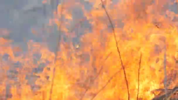 Spontaan vuur in de natuur, brandend gras, bos, bomen, struiken. Enorm gebied van verbrand land — Stockvideo