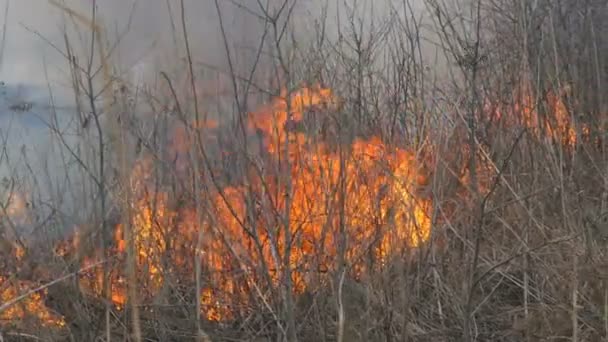 Fogo espontâneo na natureza, queima de grama, floresta, árvores, arbustos. Grande área de terra queimada — Vídeo de Stock