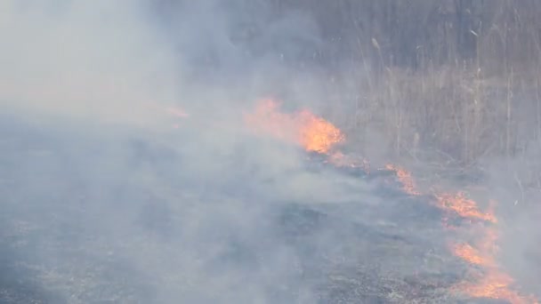 자연에서 자발적인 화재, 불타는 잔디, 숲, 나무, 덤불. 번트 토지의 거대한 지역 — 비디오