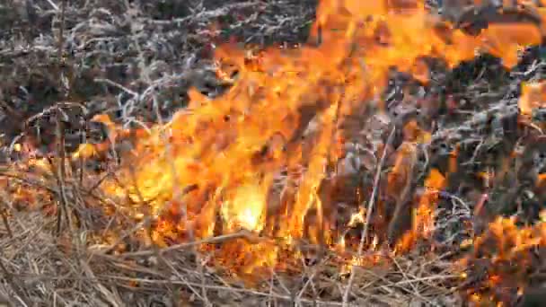 Fuego espontáneo en la naturaleza, hierba ardiente, bosque, árboles, arbustos. Enorme área de tierra quemada — Vídeos de Stock
