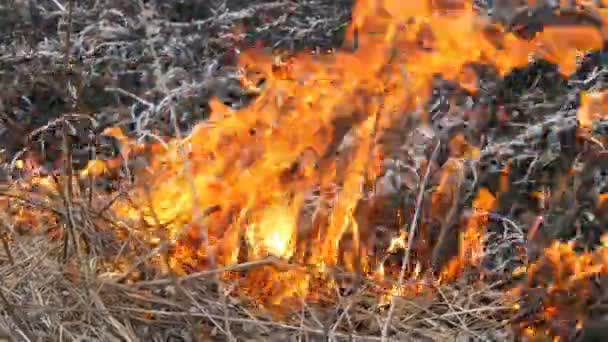 Fogo espontâneo na natureza, queima de grama, floresta, árvores, arbustos. Grande área de terra queimada — Vídeo de Stock