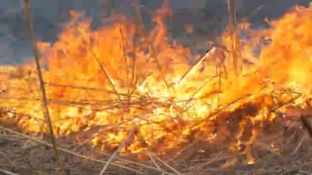 Feu spontané dans la nature, herbe brûlante, forêt, arbres, buissons. Superficie énorme de terres brûlées 