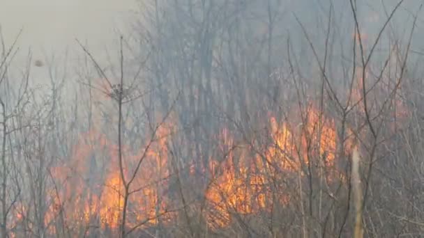 Spontaneous fire in the nature, burning grass, forest, trees, bushes. Huge area of burnt land — Stock Video