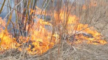 Doğada kendiliğinden ateş, yanan otlar, ormanlar, ağaçlar, çalılar. Yanmış arazi nin büyük alanı