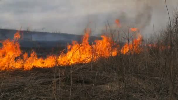 Feu spontané dans la nature, herbe brûlante, forêt, arbres, buissons. Superficie énorme de terres brûlées 