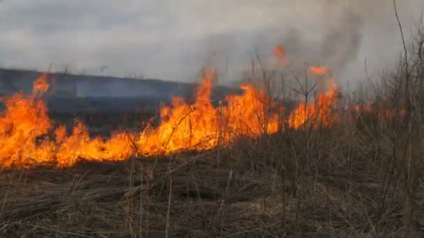 Fuego espontáneo en la naturaleza, hierba ardiente, bosque, árboles, arbustos. Enorme área de tierra quemada — Vídeo de stock