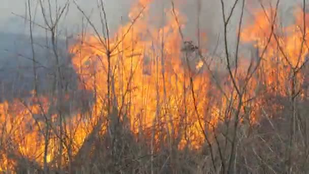 自然自发的火，燃烧的草，森林，树木，灌木丛。大面积的被烧毁的土地 — 图库视频影像