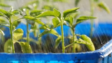 Genç fideler çok renkli plastik kaplara dikilir