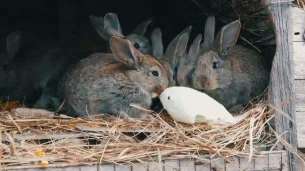 Muchos pequeños conejos divertidos juntos comen una hoja de col en una jaula en la granja — Vídeo de stock