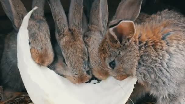 Molti piccoli conigli divertenti insieme mangiano una foglia di cavolo in una gabbia in fattoria — Video Stock