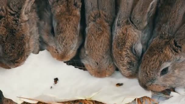 Muchos pequeños conejos divertidos juntos comen una hoja de col en una jaula en la granja — Vídeo de stock