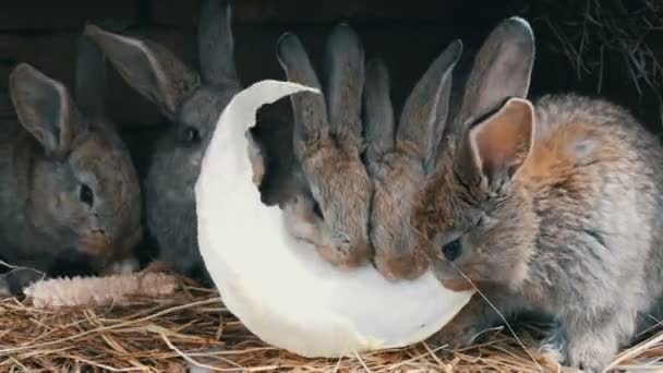 Muitos pequenos coelhos engraçados em conjunto comem uma folha de repolho em uma jaula na fazenda — Vídeo de Stock