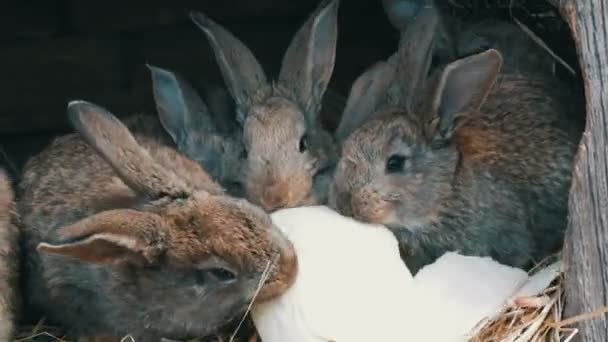 Muchos pequeños conejos divertidos juntos comen una hoja de col en una jaula en la granja — Vídeo de stock