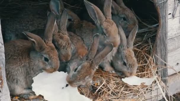 Veel kleine grappige konijnen eten samen een blad kool in een kooi op de boerderij — Stockvideo