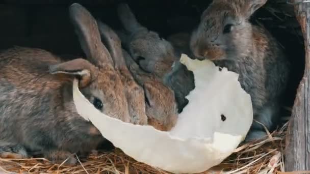 Viele kleine lustige Kaninchen essen zusammen ein Kohlblatt in einem Käfig auf dem Bauernhof — Stockvideo