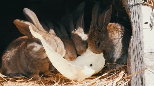 Πολλά μικρά αστεία κουνέλια μαζί τρώνε ένα φύλλο λάχανο σε ένα κλουβί στο αγρόκτημα — Αρχείο Βίντεο