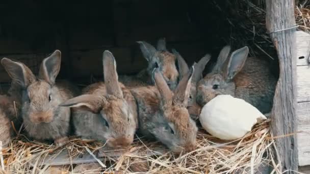 Πολλά μικρά αστεία κουνέλια μαζί τρώνε ένα φύλλο λάχανο σε ένα κλουβί στο αγρόκτημα — Αρχείο Βίντεο