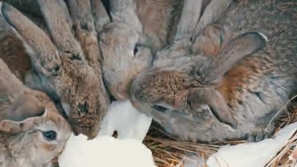 Veel kleine grappige konijnen eten samen een blad kool in een kooi op de boerderij — Stockvideo