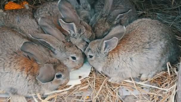 Muitos pequenos coelhos engraçados em conjunto comem uma folha de repolho em uma jaula na fazenda — Vídeo de Stock
