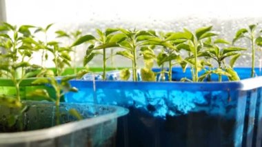 Genç fideler çok renkli plastik kaplara dikilir