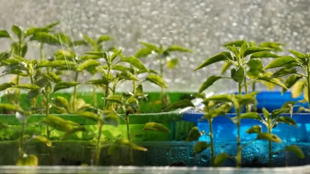 Jonge zaailingen worden geplant in de multi-gekleurde plastic containers — Stockvideo