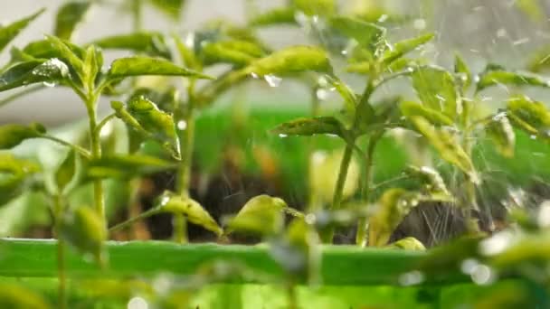 Junge Setzlinge werden in die bunten Kunststoffbehälter gepflanzt — Stockvideo