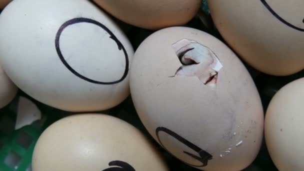 La gallina en el huevo se mueve tratando de romper la cáscara. Pollos recién nacidos en incubadora agrícola especial. Pollo que sale del huevo en la granja — Vídeo de stock