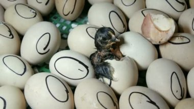 Yumurtadaki tavuk kabuğu kırmaya çalışıyor. Özel tarım kuluçka sında yeni doğan tavuklar. Çiftlikte yumurtadan çıkan tavuk