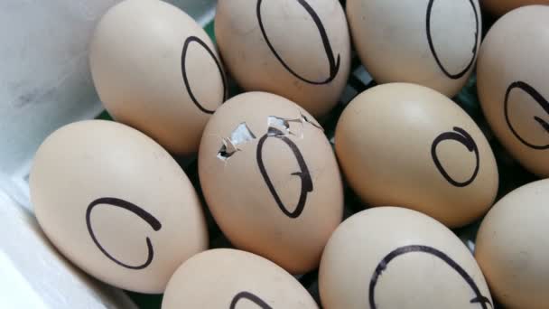 De kip in de Egg beweegt proberen te breken door de schelp. Pasgeboren kippen in speciale agrarische incubator. Kip broedeieren van ei op boerderij — Stockvideo