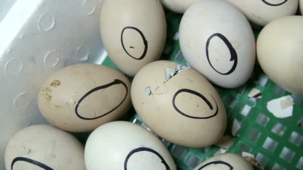 Kurczak w jajku porusza próbuje przełamać powłoki. Noworodki kurcząt w specjalnym inkubatorze rolnictwa. Wylęganie kurczaka z jaj na farmie — Wideo stockowe