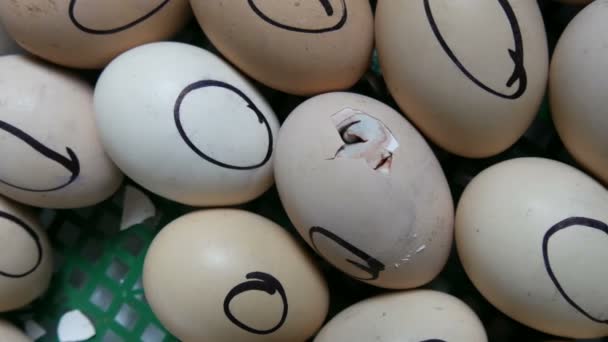 Das Huhn im Ei bewegt sich beim Versuch, die Schale zu durchbrechen. Neugeborene Hühner in einem speziellen landwirtschaftlichen Brutkasten. Hühner schlüpfen auf Bauernhof aus Ei — Stockvideo