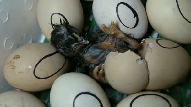 De kip in de Egg beweegt proberen te breken door de schelp. Pasgeboren kippen in speciale agrarische incubator. Kip broedeieren van ei op boerderij — Stockvideo