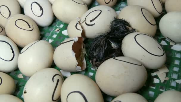 Курица в яйце движется, пытаясь пробиться сквозь скорлупу. Новорожденные куры в специальном сельскохозяйственном инкубаторе. Курица из яйца на ферме — стоковое видео