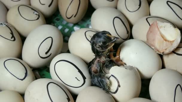 De kip in de Egg beweegt proberen te breken door de schelp. Pasgeboren kippen in speciale agrarische incubator. Kip broedeieren van ei op boerderij — Stockvideo