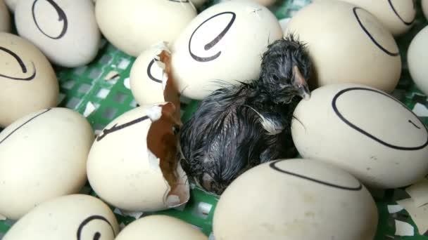 The chicken in the egg moves trying to break through the shell. Newborn chickens in special agricultural incubator. Chicken hatching from egg at farm — Stock Video