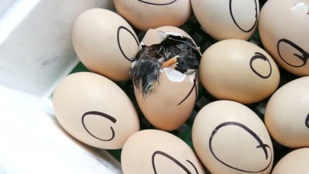 A galinha no ovo move-se tentando romper a casca. Galinhas recém-nascidas em incubadora agrícola especial. Frango que eclode do ovo na fazenda — Vídeo de Stock