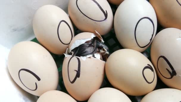 Il pollo nell'uovo si muove cercando di sfondare il guscio. Polli appena nati in apposito incubatore agricolo. Schiusa di pollo da uova in fattoria — Video Stock