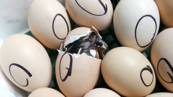 Kurczak w jajku porusza próbuje przełamać powłoki. Noworodki kurcząt w specjalnym inkubatorze rolnictwa. Wylęganie kurczaka z jaj na farmie — Wideo stockowe